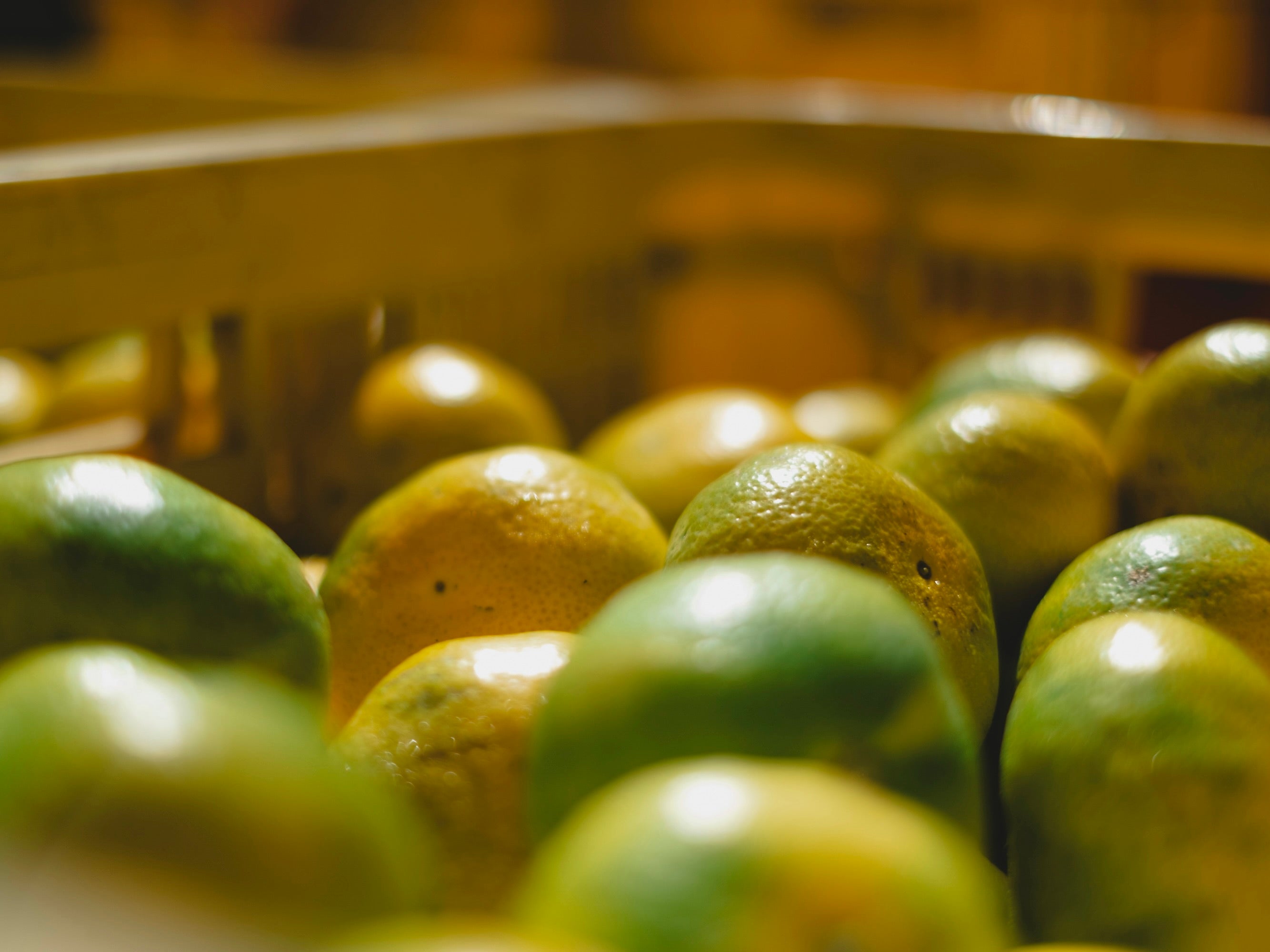 極早生みかん｜新口農園｜オンラインショップ – SHINGUCHI FARM