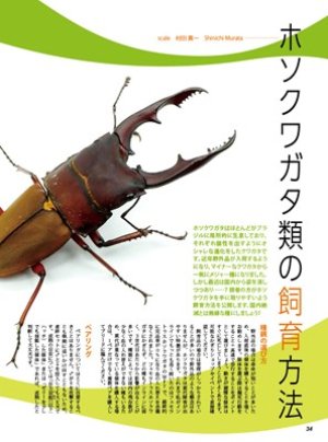 むし社 BE・KUWA（ビークワ）