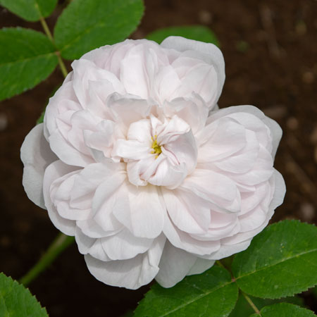 ポートランド (P)｜篠宮バラ園