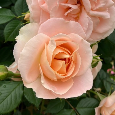 冬季限定 自家製の台木｜バラ苗の通販の篠宮バラ園