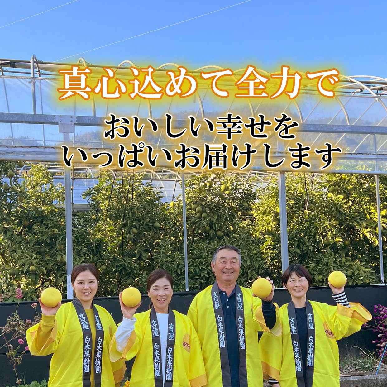 土佐文旦わけありご家庭用B級品 約10kg【送料込】 | 白木果樹園