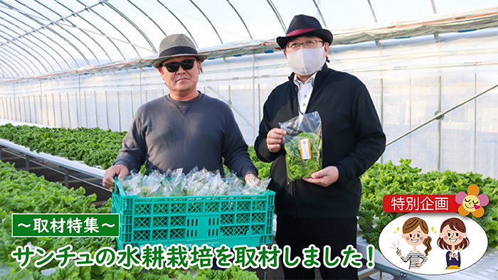 サンチュが大人気！電気工事会社が挑戦した水耕栽培の方法とは | 施設