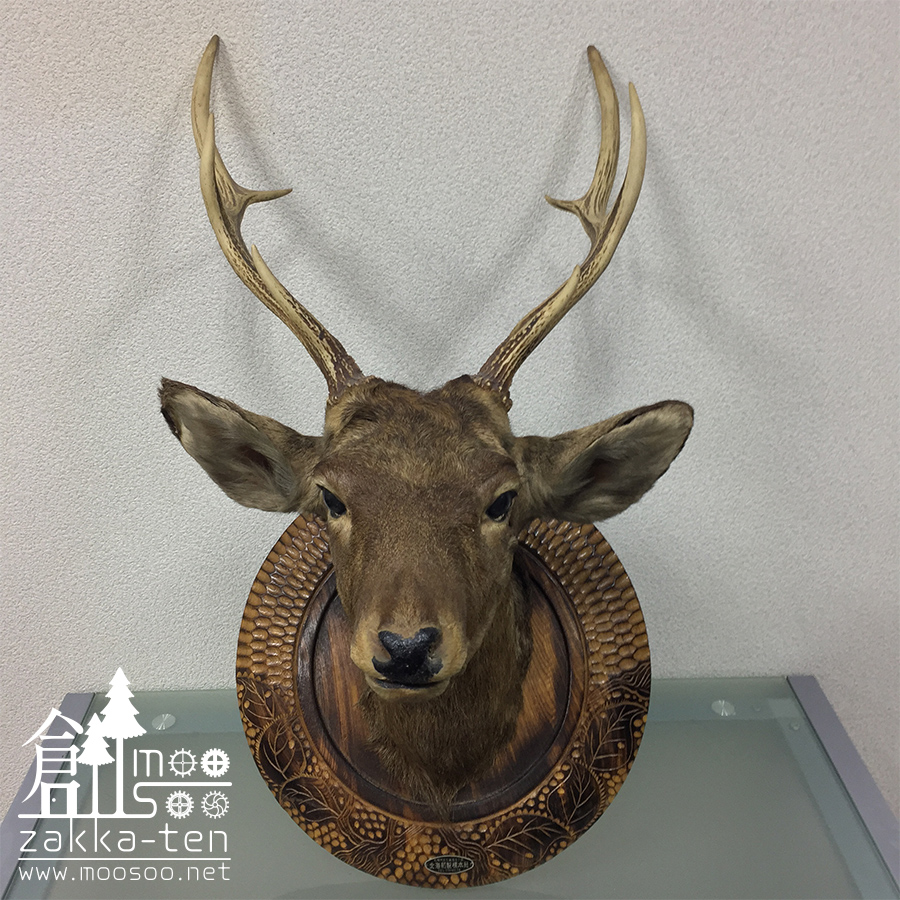 インパラ頭骨ハンティングトロフィー 標本剥製角