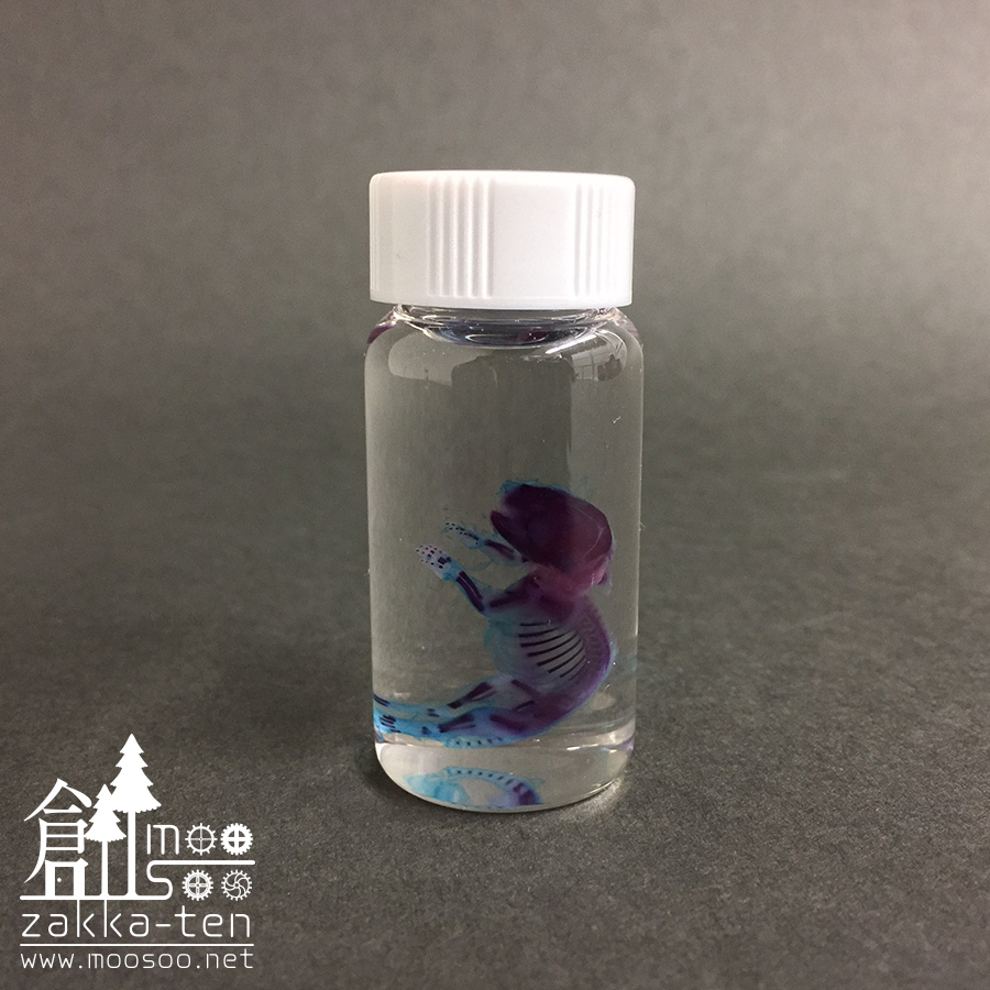 透明標本【ハツカネズミの胎児】 | 博物と古物の奇妙な雑貨店