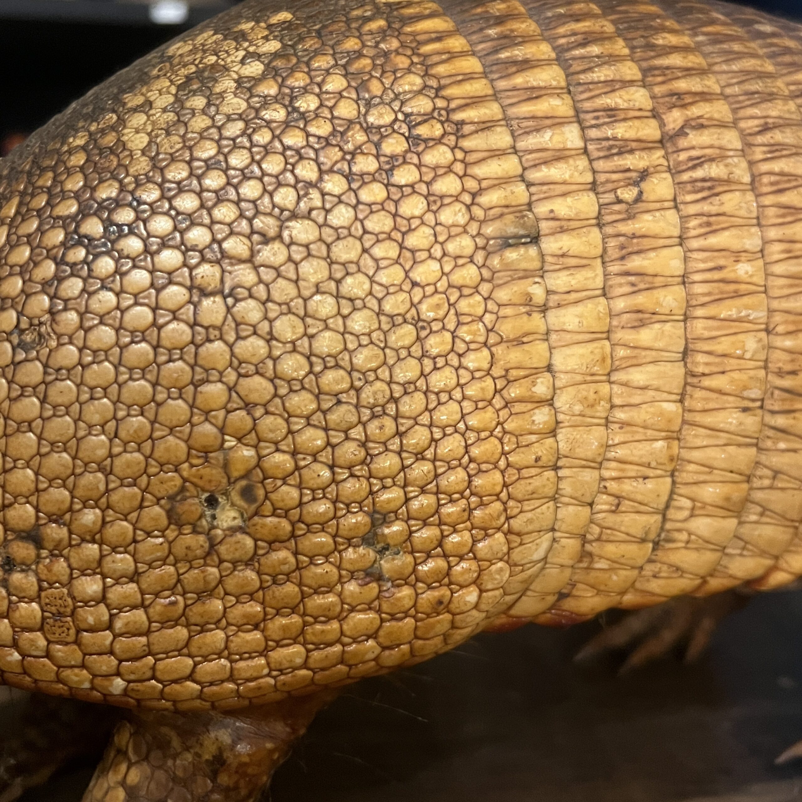 アルマジロの剥製 | 博物と古物の奇妙な雑貨店 シュレディンガーの猫