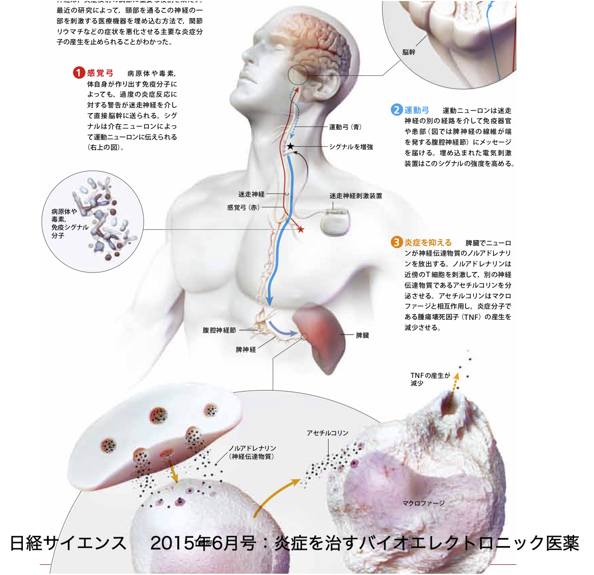NHK BS「フロンティア」『東洋医学とは何か』で、経皮的耳介迷走神経