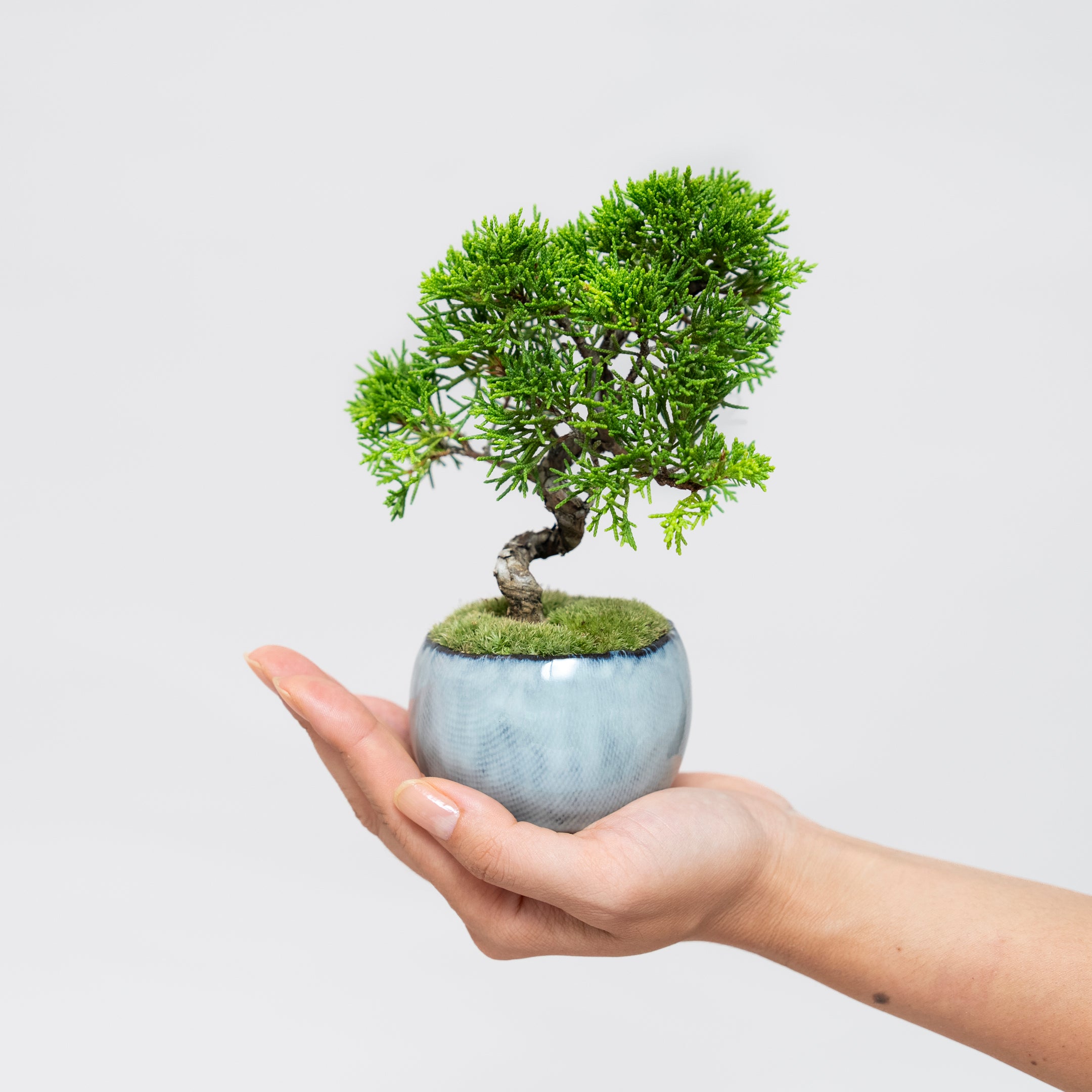 受注販売】四季と盆栽 《秋》 ｜ シンパク