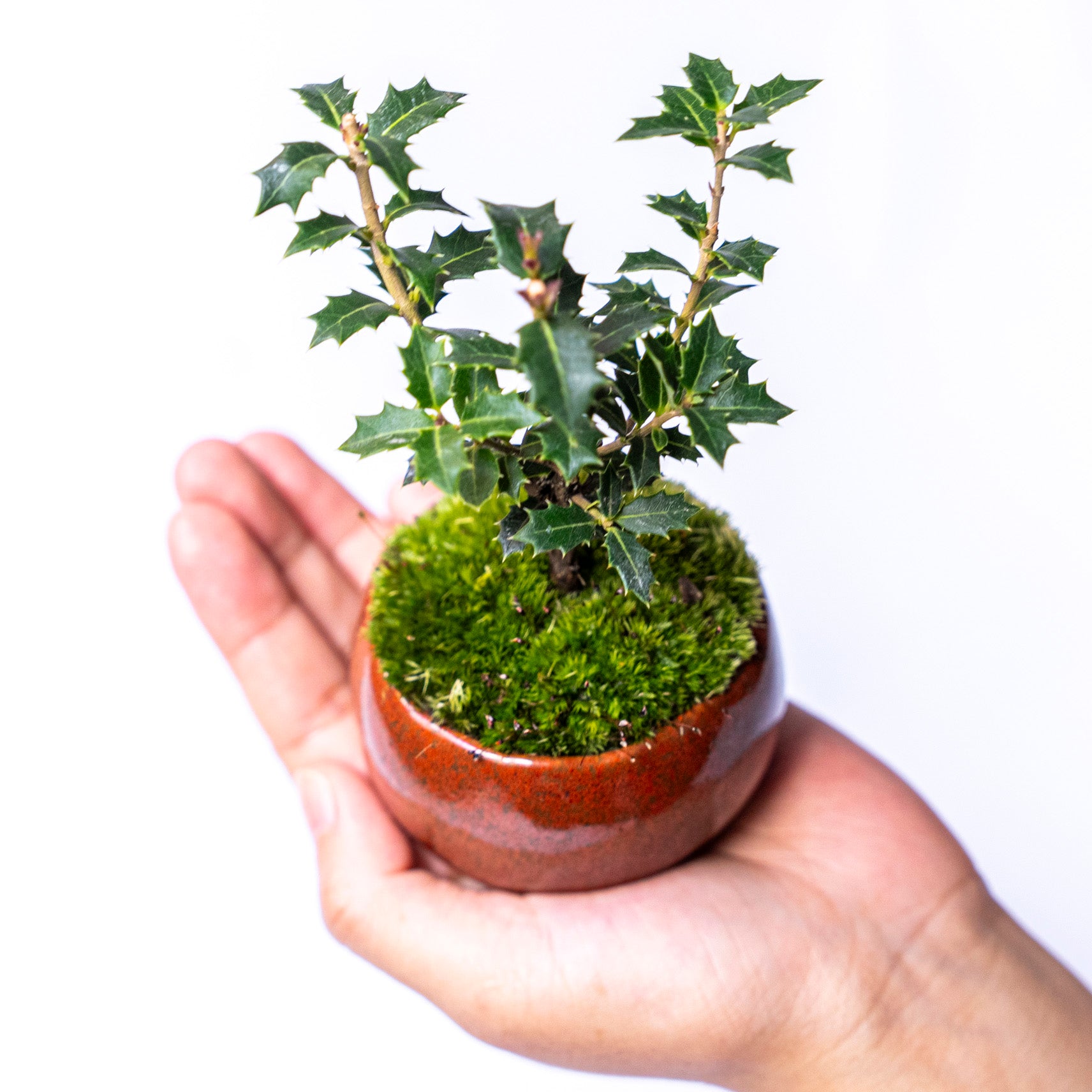 受注販売】四季と盆栽〈冬〉 ｜ ヒイラギ