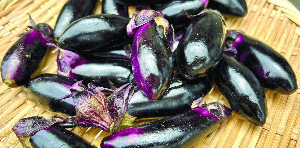 浅漬けに人気 朝取り小ナスJAなす南 とりたて野菜直売所｜直売所の