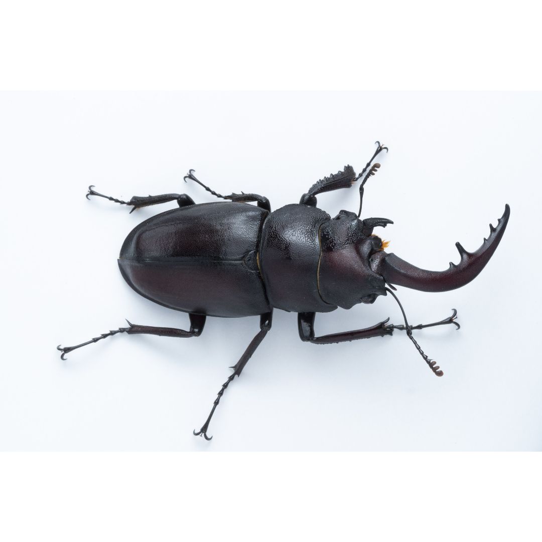 激レア！数十万に1匹？「雌雄モザイク」のノコギリクワガタ発見 芳賀