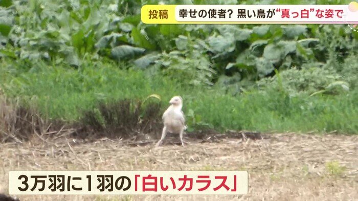 SODANE - 白いカラスがいた!! 撮影者は実は過去にも白い〇〇を撮影