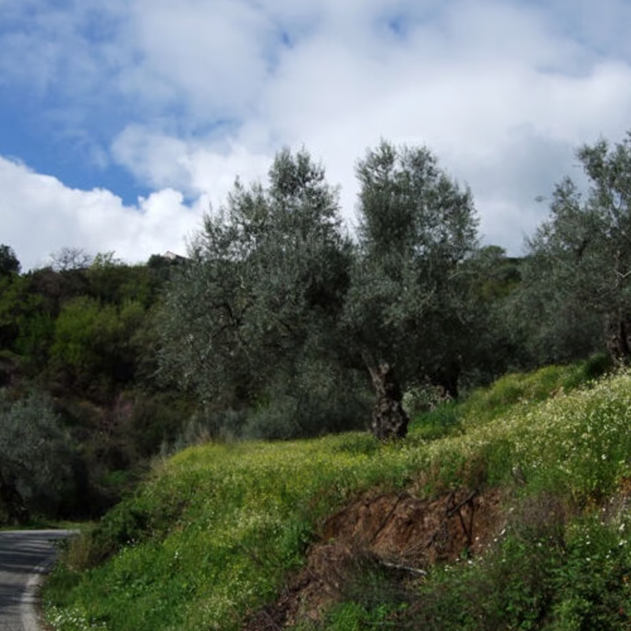 そらみつ EX山のオリーバ – Soramitu.Store