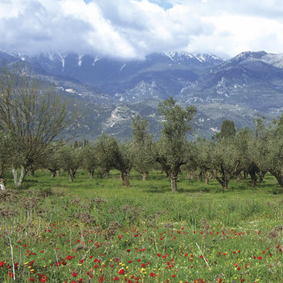 そらみつ EX山のオリーバ – Soramitu.Store