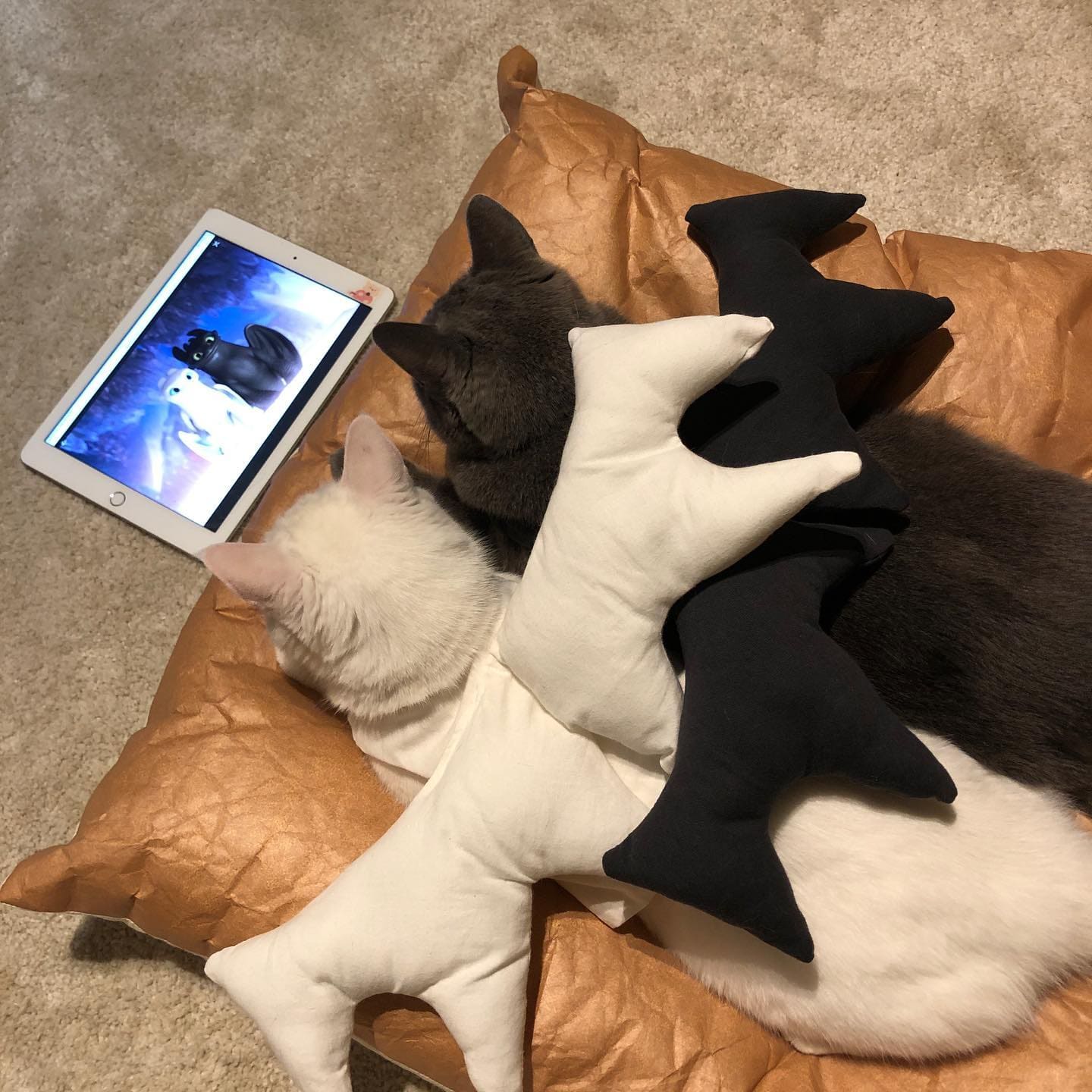 Tyvek®ねこがダメになるクッション - Square – Sorbet