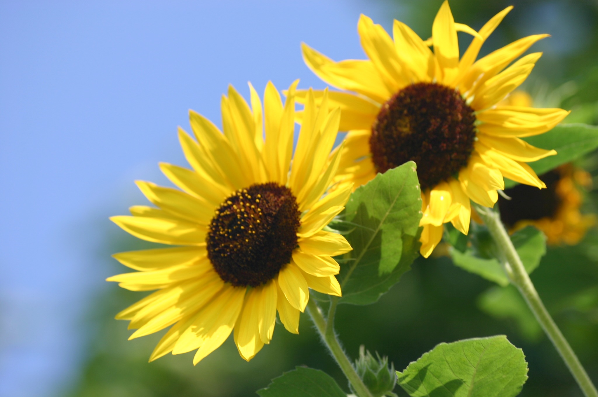 向日葵 - 2000ピクセル以上のフリー写真素材集