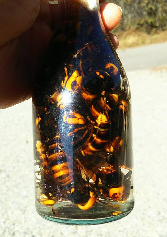 スズメバチの焼酎漬け | 知立の居酒屋とランチの三河スローフード蔵ら