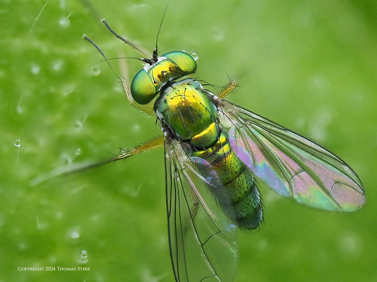 M.Zuiko 90MM PRO IS Macro Review - Small Sensor Photography by