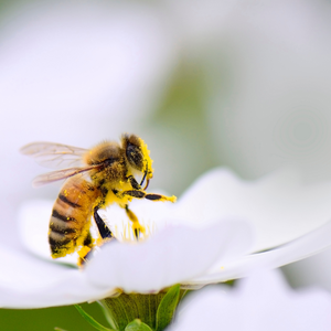 みつばち 10X（テンエックス）プロジェクト｜名児耶美帆(なごやみほ)