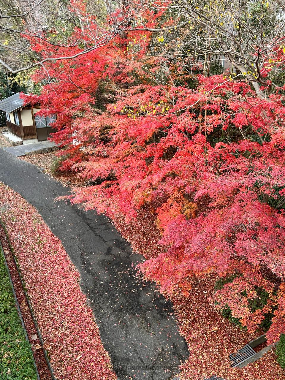 五月山緑地(osaka)の紅葉見頃情報 - 紅葉Ch. | dメニュー天気