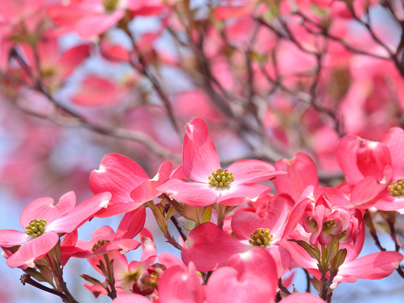 ハナミズキの「花」は花じゃなかった？ - ウェザーニュース