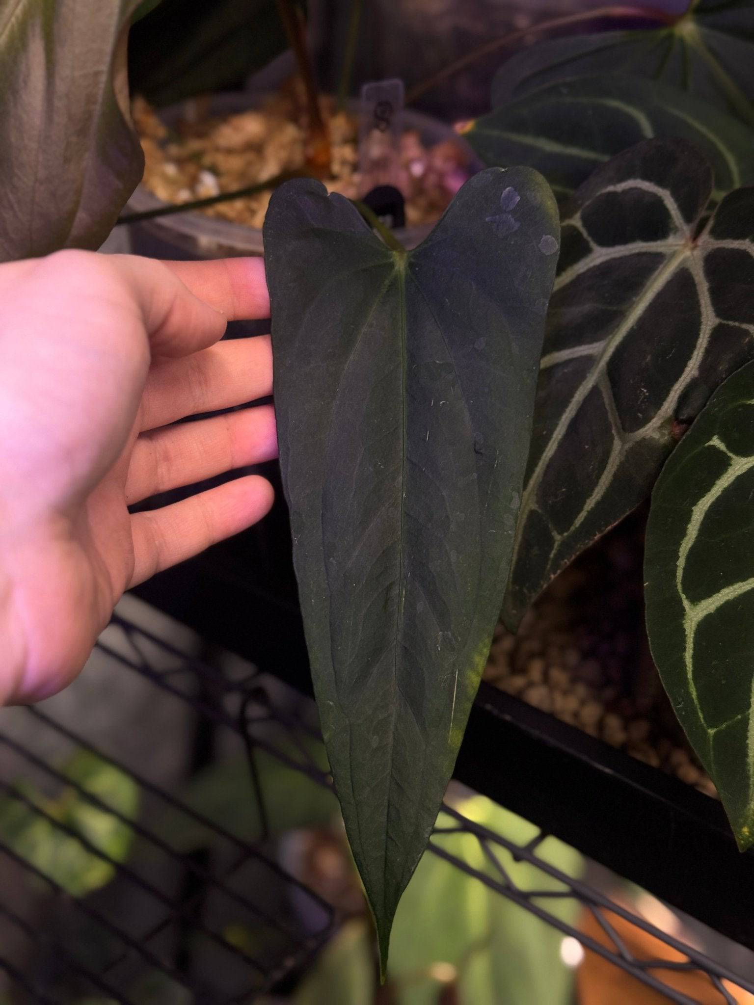 nfs-anthurium-subsignatum-x-