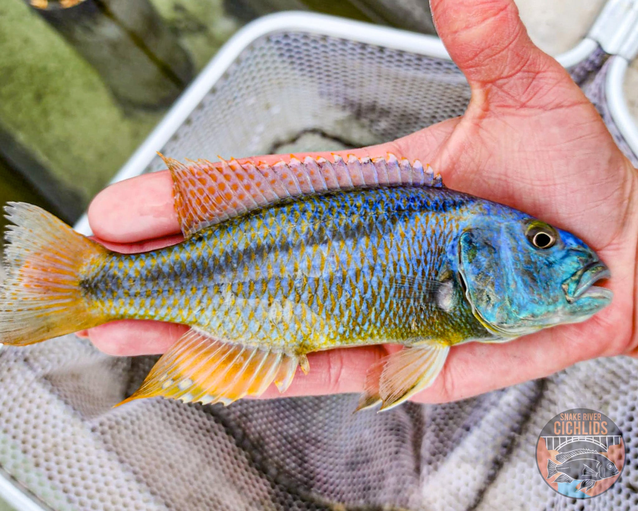 Malawi Hawk Cichlid – Snake River Cichlids