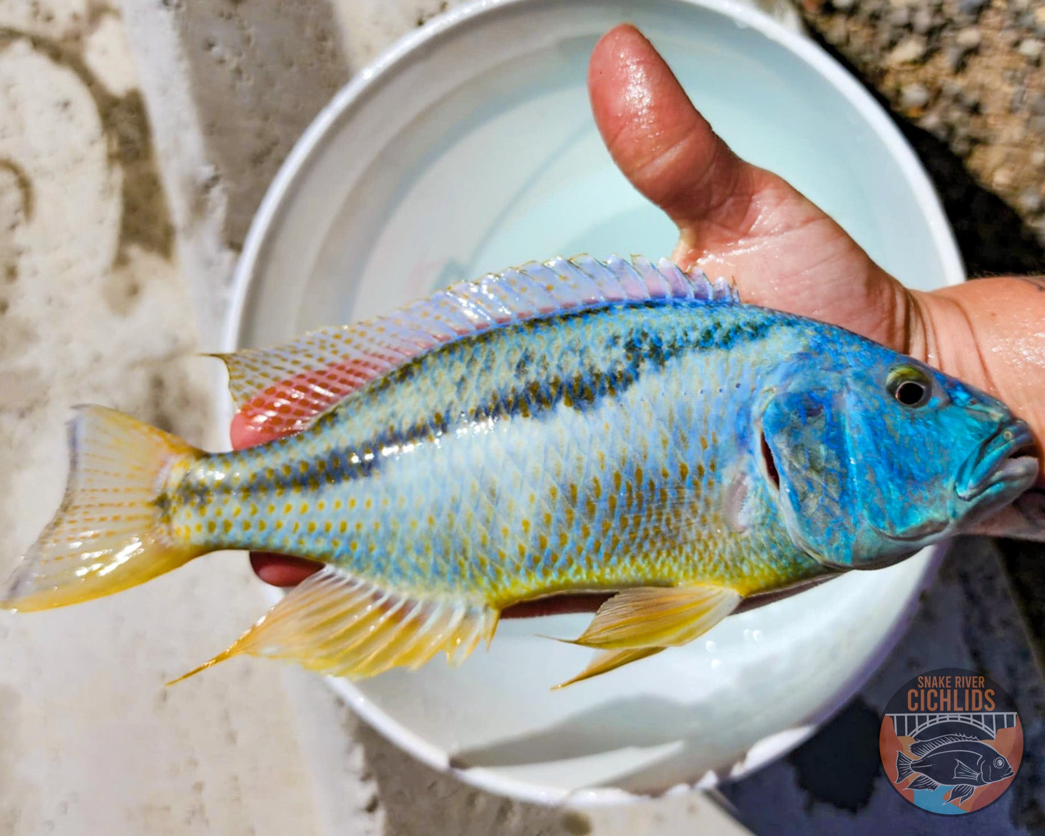 Malawi Hawk Cichlid – Snake River Cichlids