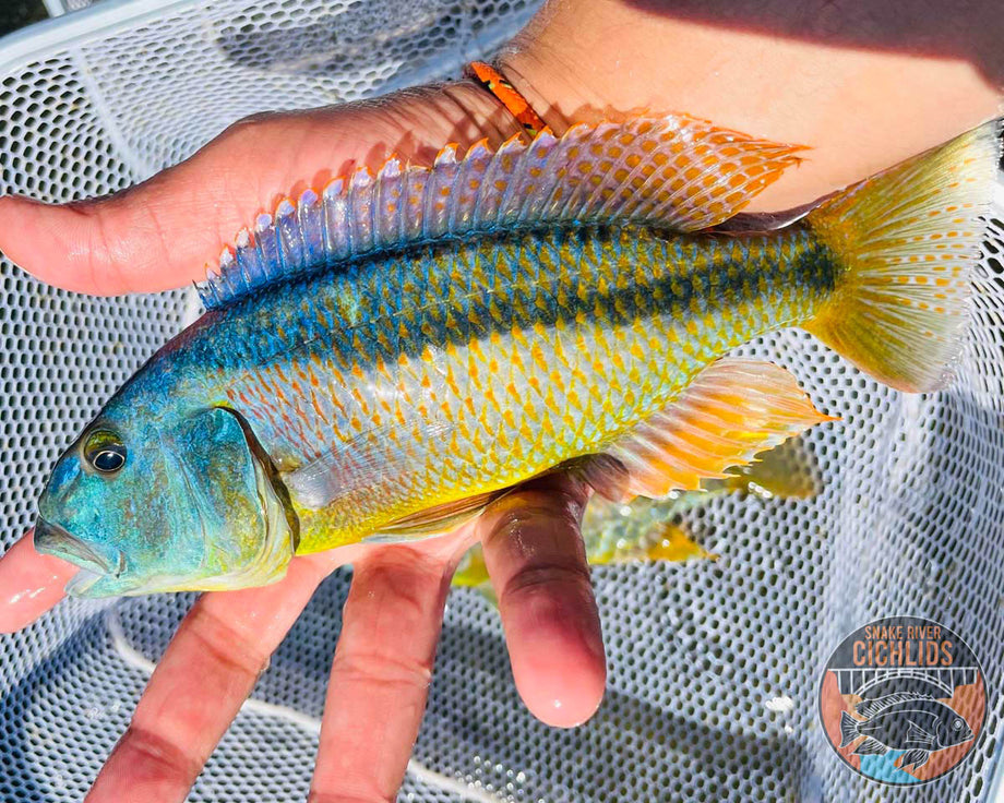 Malawi Hawk Cichlid – Snake River Cichlids