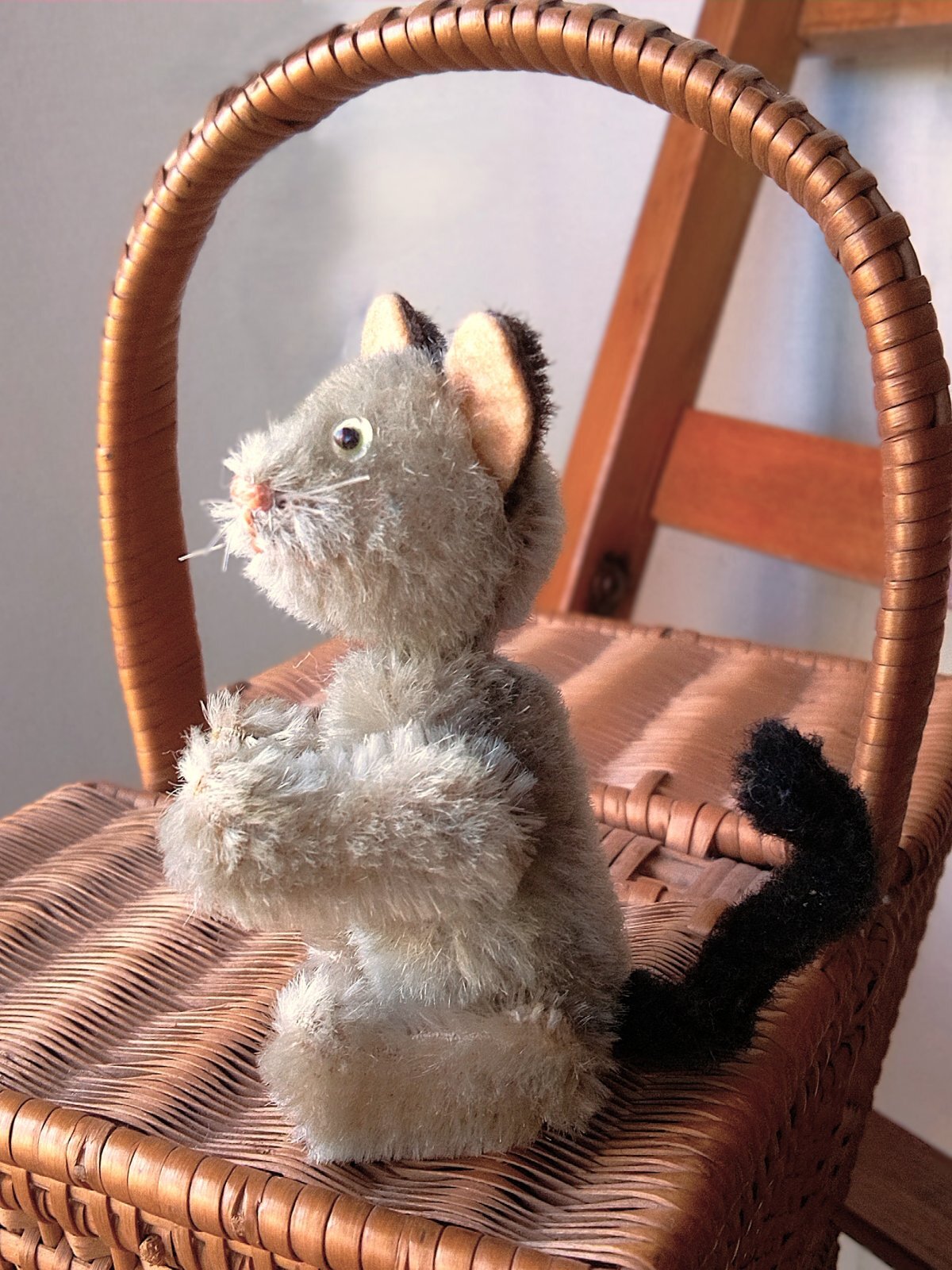 灰色猫 耳黒のグレーキャット シュコー社 ノアの箱舟シリーズ - SNAP