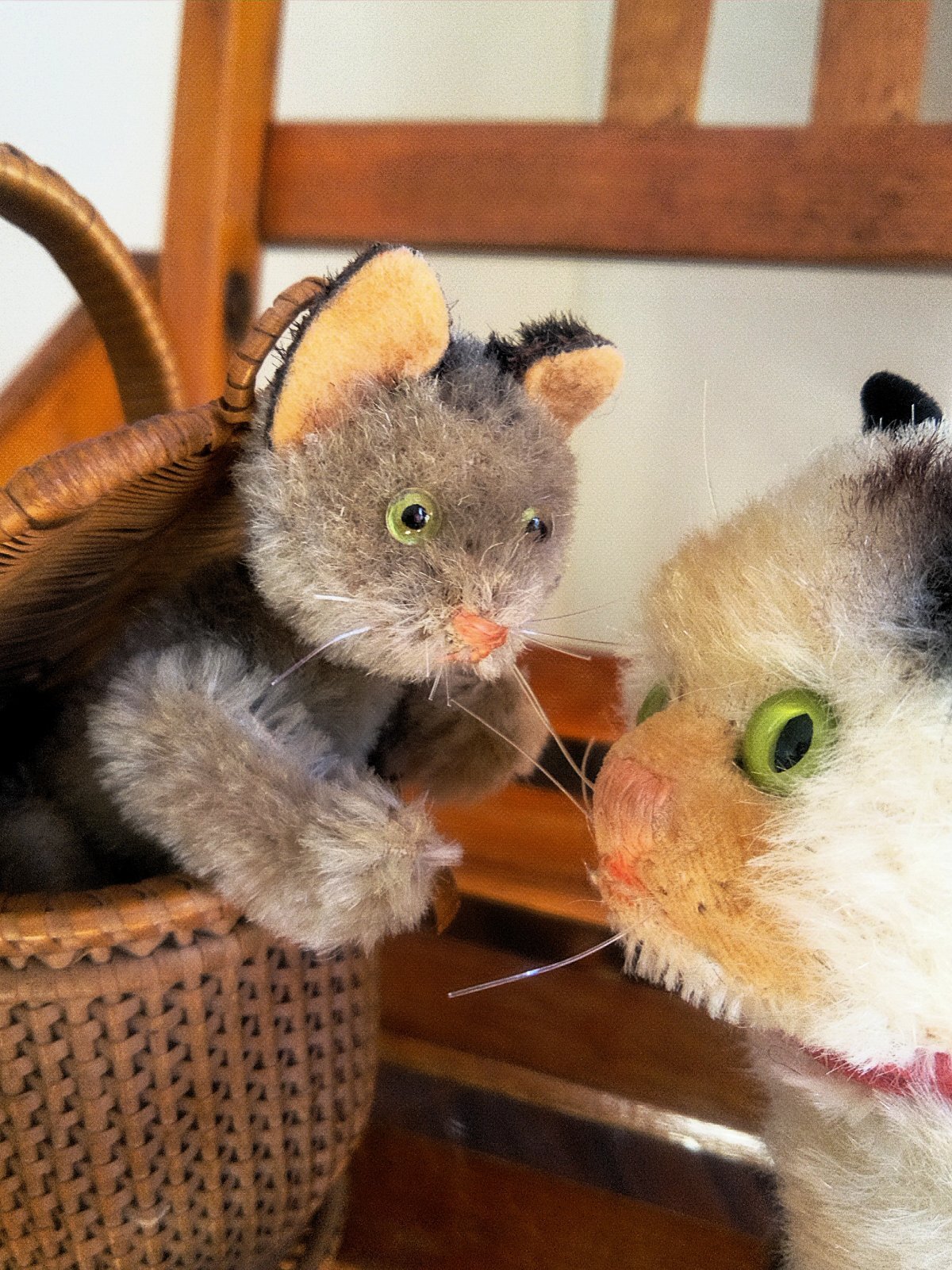 灰色猫 耳黒のグレーキャット シュコー社 ノアの箱舟シリーズ - SNAP