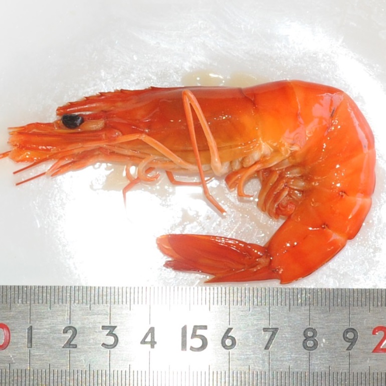 セレクトフーズ通販本店 / 海老旨煮L（ブラックタイガーえび20尾/500g