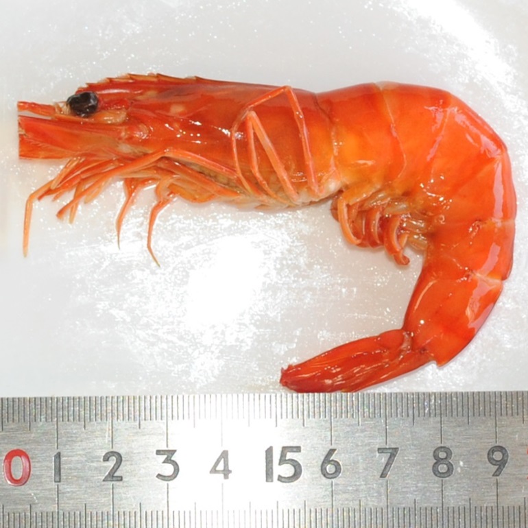 セレクトフーズ通販本店 / 海老旨煮L（ブラックタイガーえび20尾/500g