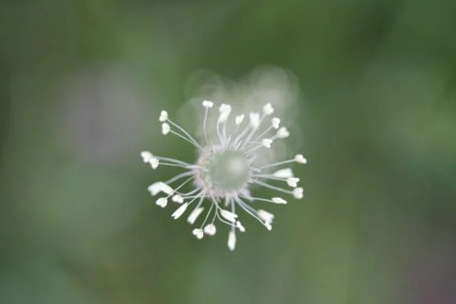 Carl Zeiss Jena Tessar 50mm f2.8 M42 Review作例 神オールドレンズ銘玉