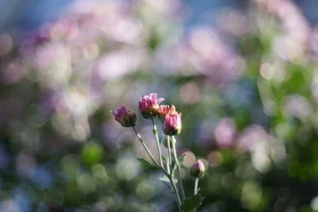 Nikon Nikkor-H.C 50mm f2 L39 銘玉Sonnarコピー Nikkor-H.C 50mm f2