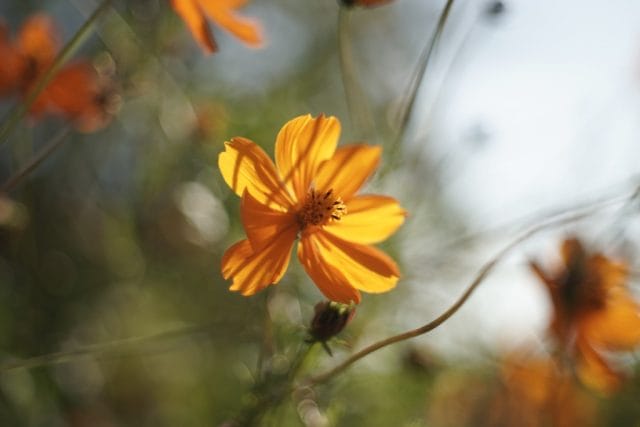 Nikkor-H.C 50mm f2 L39 Review作例 5cm ニコンのライカLマウント銘玉