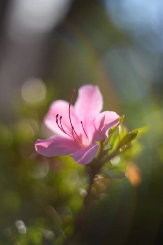 Super Takumar 55mm f1.8後期 Review作例 おすすめPENTAXの銘玉神