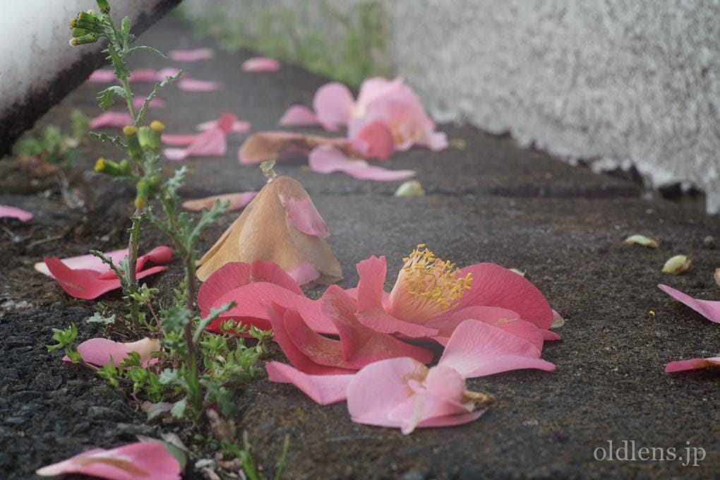 FUJINON 55mm F1.8 初期型M42 Review作例 フジノンおすすめオールドレンズ