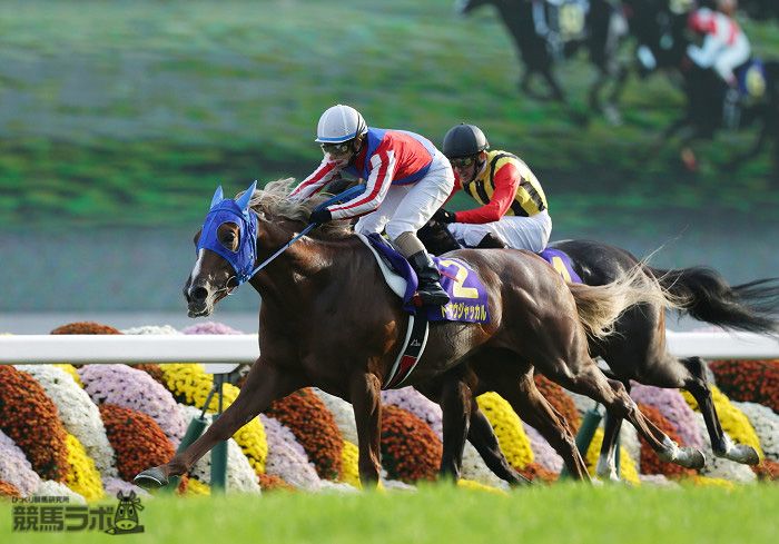 やっぱり、トーホウジャッカルだった！菊を戴冠!! | 競馬ニュース
