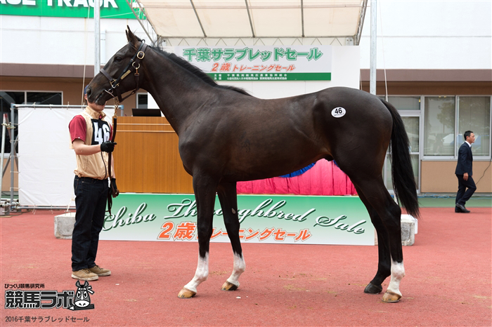 ダンスインザダーク - Dance in the Dark - 競走馬データベース | 競馬ラボ