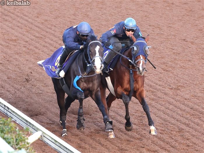 ソールオリエンス - Sol Oriens - 競走馬データベース | 競馬ラボ