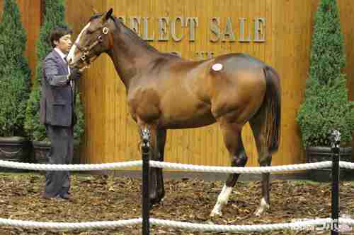 2012セレクトセール購入馬について語る！ | 西園正都調教師 | 競馬ラボ