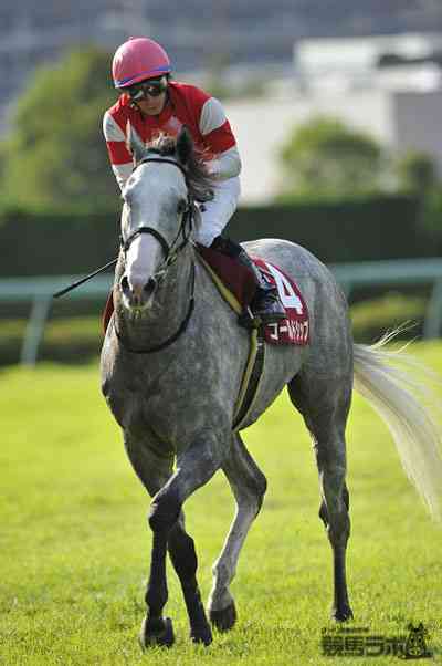 神戸新聞杯】皐月賞馬・ゴールドシップが貫禄V！ | 競馬ニュース