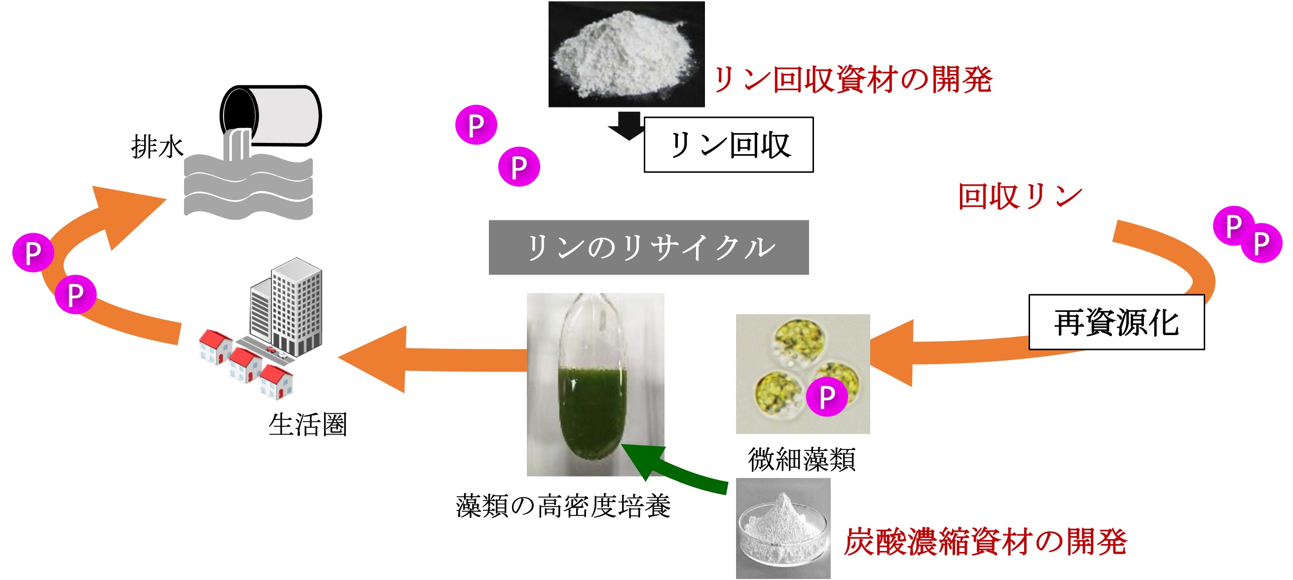 藻類バイオ燃料生産 | 炭素耕作による燃料生産技術の開発 | 炭素循環型
