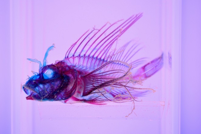 海のヘンテコ生き物たちがズラリ！「沼津港深海水族館」vol.2 | SPICE