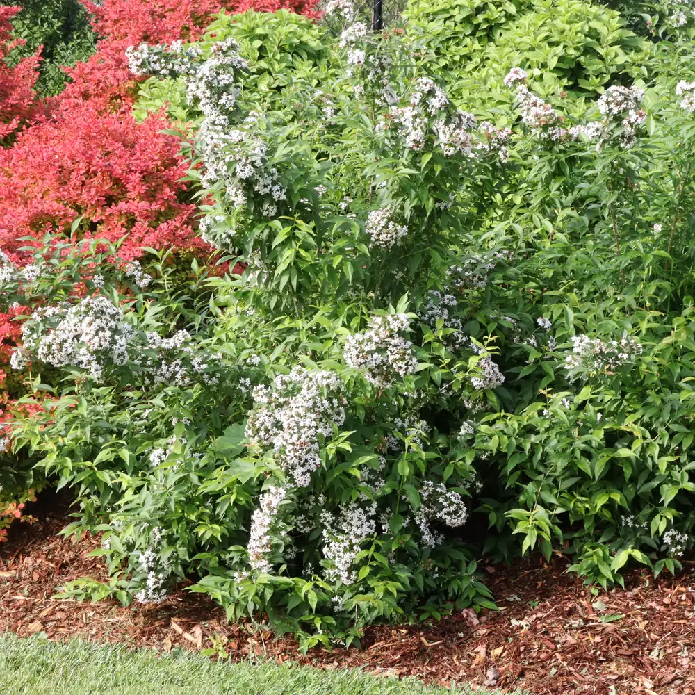 Sweet Emotion Blaze Abelia | Spring Meadow - wholesale liners