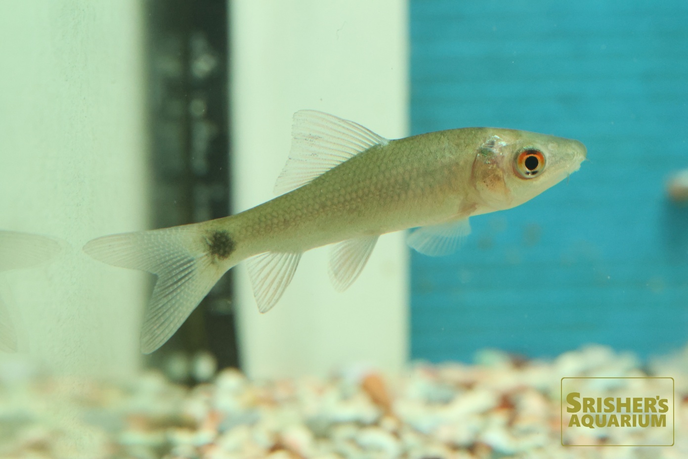インディアンブラックシャーク｜コイ・ラスボラの仲間 - Rasbora