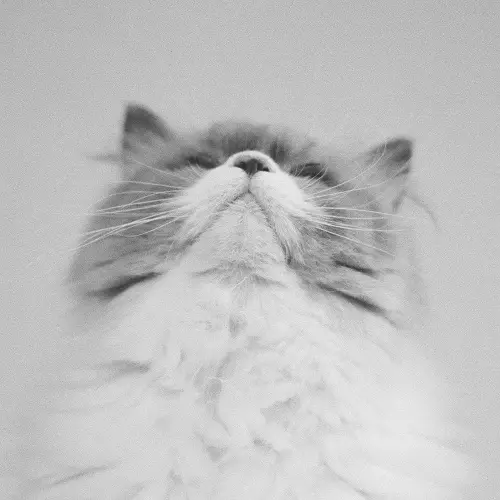 タオルケットは穏やかな ひとりでに(LP)/Kaneko Ayano/カネコアヤノ