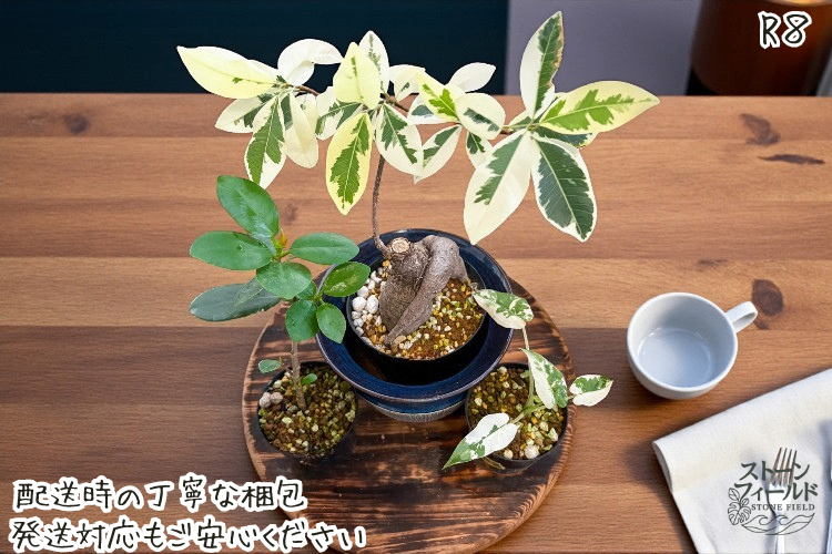 斑入りガジュマル パンダ 丸台木 接木株 活着済 白斑強 5号鉢 丸幹