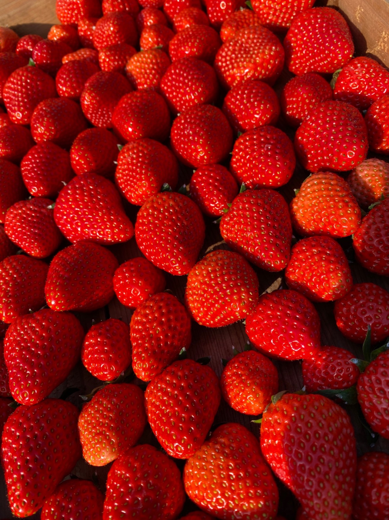 食べ比べ】朝採り完熟いちご！静岡県限定品種『きらぴ香』2Pと『紅