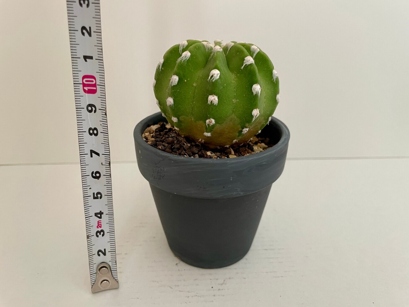 🌵サボテン【棘無短毛丸】鉢植え🌵 🚚匿名配送も無料🚚(北海道と沖縄